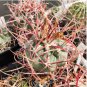10 Seeds THELOCACTUS heterochromus