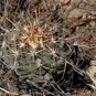 10 Seeds THELOCACTUS heterochromus
