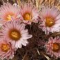 10 Seeds Thelocactus lausserii