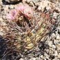 10 Seeds Thelocactus lausserii