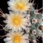 10 Seeds Thelocactus lophothele
