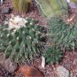 10 Seeds Thelocactus lophothele
