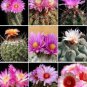 10 Seeds Thelocactus mix Seeds Rare Cactus Plants