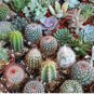 10 Seeds Thelocactus mix Seeds Rare Cactus Plants