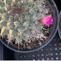 10 Seeds Thelocactus rinconensis Rare Cactus Plants