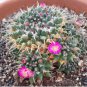 10 Seeds Thelocactus rinconensis Rare Cactus Plants