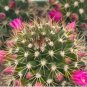 10 Seeds Thelocactus rinconensis Rare Cactus Plants