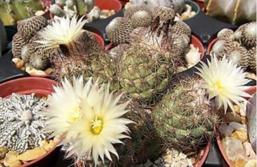 10 Seeds Thelocephala Mix Rare Cactus Plants
