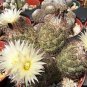 10 Seeds Thelocephala Mix Rare Cactus Plants