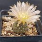 10 Seeds Thelocephala napina Rare Cactus Plants