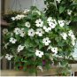 10 Seeds Thunbergia Alata Milky White Flowers with Black Eye
