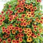 10 Seeds Thunbergia Alata 'Qiji'