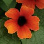 10 Seeds Thunbergia Alata 'Qiji'