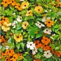 10 Seeds Thunbergia 'Qianxi' Mixed
