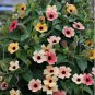 10 Seeds Thunbergia 'Qianxi' Mixed