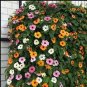10 Seeds Thunbergia Sunny Mixed