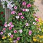 10 Seeds Thunbergia Sunny Mixed