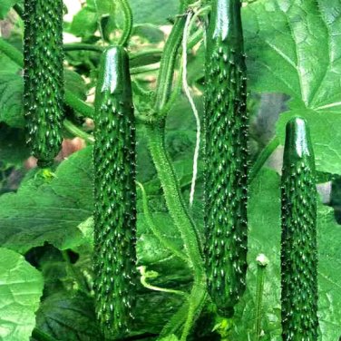 60 Seeds Time-Honored Greens 'Jinyan No.4' Thorny Cucumber