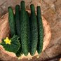 60 Seeds Time-Honored Greens 'Jinyan No.4' Thorny Cucumber