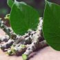 10 Seeds Tinospora Cordifolia Giloy Guduchi