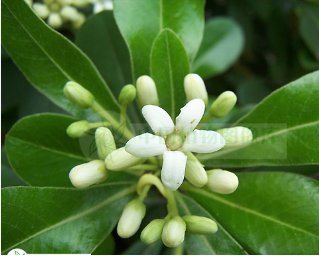 60 Seeds Tobira Tree Semente