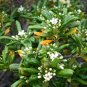 60 Seeds Tobira Tree Semente