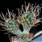 10 Seeds Toumeya papyracantha Rare Cactus Plants