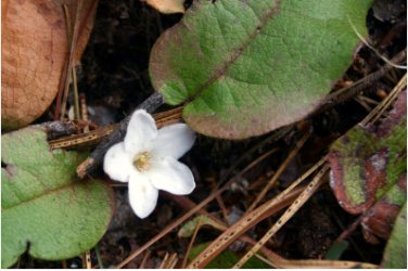 120 Seeds Trailing Arbutus