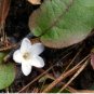 120 Seeds Trailing Arbutus
