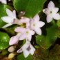 120 Seeds Trailing Arbutus