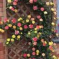 100 Seeds Trepadora Roses Colorful Climbing Shrub Flowers