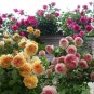 100 Seeds Trepadora Roses Colorful Climbing Shrub Flowers