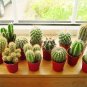 10 Seeds Trichocereus Mix Rare Cactus Succulent Plants