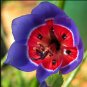 100 Seeds Tricolor Sparaxis Purple White Red Big Ornamental Flowers