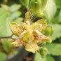 50 Seeds TRICYRTIS Japanese Toad Lily Flower