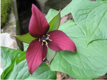 60 Seeds Trillium Erectum Flower