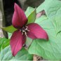 60 Seeds Trillium Erectum Flower