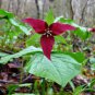 60 Seeds Trillium Erectum Flower