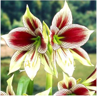 100 Seeds True Amaryllis Plant Beautiful Flowers Rare