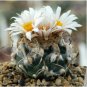 10 Seeds Turbinicarpus macrochele Rare Cactus Plants