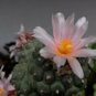 10 Seeds Turbinicarpus schwarzii Rare Cactus Plants
