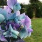 160 Seeds Turquoise Lagoon Sweet Pea