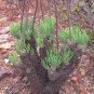 10 Seeds Tylecodon cacalioides Fresh