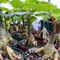 2 Seeds Uncarina roeoesliana Bonsai plant