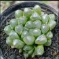 100 Seeds unidades de bonsái de YuLu arcoÃris