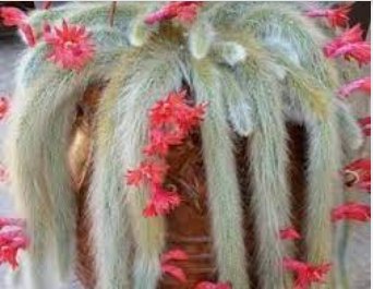 100 Seeds Unique Cactus Cleistocactus Colademononis