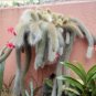 100 Seeds Unique Cactus Cleistocactus Colademononis