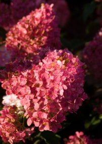 40 Seeds Vanilla Strawberry Hydrangea Flower