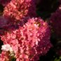 40 Seeds Vanilla Strawberry Hydrangea Flower
