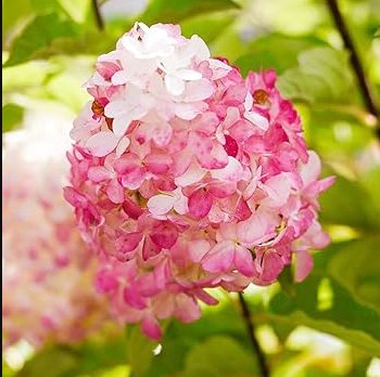 40 Seedse Vanilla Strawberry Hydrangea Flower